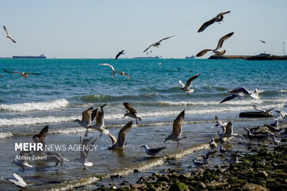 تداوم وزش باد و گرمای ۵۰ درجهای در بوشهر؛ خلیج فارس مواج میشود