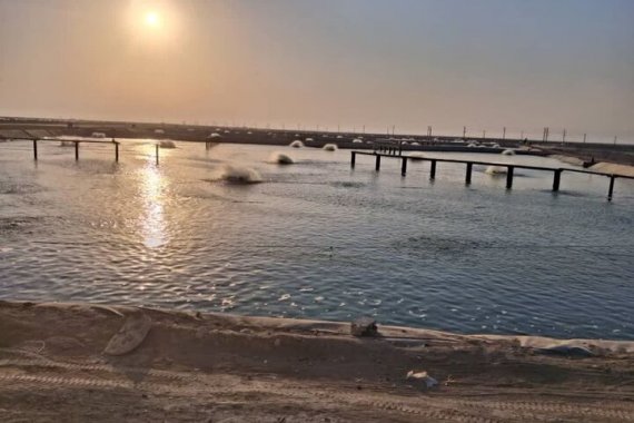  برداشت به‌موقع میگوها برای کاهش ریسک ضروری است