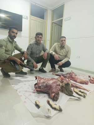 دستگیری شکارچی متخلف و ضبط گونه‌های حفاظت‌شده در منطقه شکارممنوع دشتستان