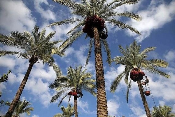 زکات خرما؛ برکت خوشههای طلایی نخلستانهای دشتستان