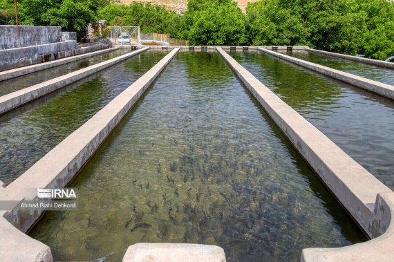 پرورش ماهی در استخرهای کشاورزی بوشهر؛ فرصت افزایش بهرهوری، درآمد و اشتغال